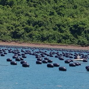 Phao Nhua Nuoi Hau Gia Re