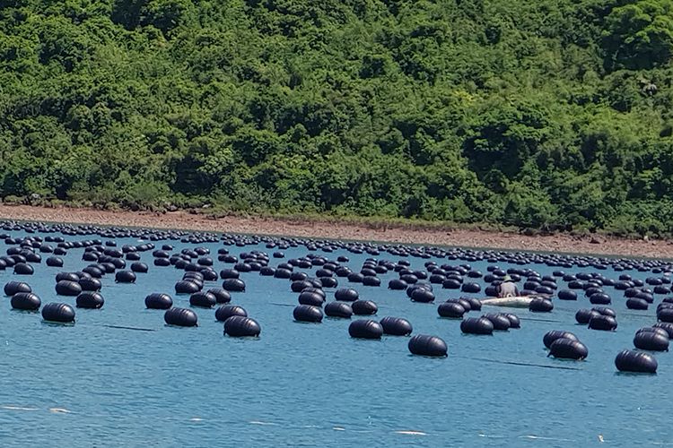 Phao Nhua Nuoi Hau Gia Re